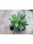 Pachyphytum Compactum 9 cm Saksılı Sukulent 1