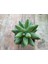 Pachyphytum Compactum 9 cm Saksılı Sukulent 3