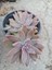 Plantis Botanik Graptopetalum Francesco Baldi 12 cm Saksılı Sukulent 2