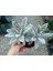 Plantis Botanik Kalanchoe Tomentosa 9 cm Saksılı Panda Bitkisi Sukulent 2