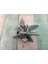 Kalanchoe Tomentosa 5,5 cm Saksılı Panda Sukulent 1