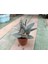 Kalanchoe Tomentosa 5,5 cm Saksılı Panda Sukulent 2