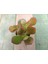 Crassula Ovata Hummels Sunset Para Ağacı 5,5 cm Saksılı Sukulent 3