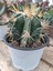 Plantis Botanik Astrophytum Ornatum 14 cm Saksılı Kaktüs 1