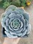 Plantis Botanik Echeveria Lilacina 9 cm Saksılı Sukulent 1