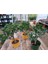 Crassula Ovata Para Ağacı Bonsai Formlu 4-5 Yaş 3