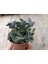 Tradescantia Navicularis Mini Telgraf Sukulent 5,5 cm Saksılı 1