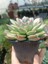 Plantis Botanik Echeveria Apus 9 cm Saksılı Sukulent 2