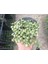 Senecio Rowleyanus Tesbih Sukulent 9 cm Saksılı 1