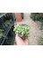 Senecio Rowleyanus Tesbih Sukulent 9 cm Saksılı 2