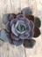 Plantis Botanik Echeveria Dusty Rose 9 cm Saksılı Sukulent 1