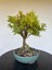 Buxus Harlandii Bonsai Ağacı 1