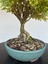 Buxus Harlandii Bonsai Ağacı 2