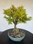Buxus Harlandii Bonsai Ağacı 3