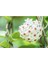 Saksılı Mum Çiçegi Hoya Cornosa 5