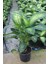 Dieffenbachia Tropik Snow - Difenbahya Canlı Salon Bitkisi 90 -120 cm Dolgun Form 1