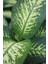 Dieffenbachia Tropik Snow - Difenbahya Canlı Salon Bitkisi 90 -120 cm Dolgun Form 2