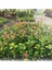 Bahçem Tamam - 24 Adet Alev Çalısı (Photinia x Fraseria Red Robin) 4