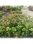 Bahçem Tamam - 24 Adet Alev Çalısı (Photinia x Fraseria Red Robin) 5