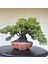 Yalova Bonsai Art Nana Ardıç Bonsai Ağacı 1