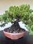 Yalova Bonsai Art Nana Ardıç Bonsai Ağacı 2