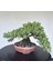 Yalova Bonsai Art Nana Ardıç Bonsai Ağacı 3