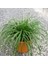 Carex Oshimiensis Evergold - Kareks (7 Litre) 1