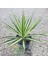 Agave Schidigera Whitestripe (18 Lt) 2