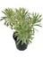 Euphorbia Tasmanian Tiger (3 Lt) 1