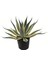 Işık Peyzaj Agave Americana Variegata (25 Lt) 1