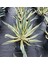 Işık Peyzaj Agave Americana Variegata (25 Lt) 2