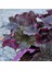 Işık Peyzaj Heuchera Wild Rose (5 Lt) 4