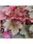 Heuchera Bloody Dinosaur (5 Lt) 4