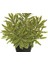 Işık Peyzaj Euphorbia Amydal Frosted Frame (3 Lt) 1