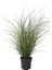 Işık Peyzaj Miscanthus Gracillimus - (30-40 Cm) 1