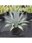 Işık Peyzaj Agave Americana (35 Lt) 1