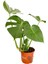 Monstera Deliciosa - Deve Tabanı - Ev Ofis Salon İç Mekan Bitkisi 40 - 60 cm 19'luk Saksı 1