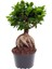 Bonzai Çiçeği 30-40 cm Salon Ev Ofis Bitkisi 1