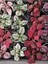 Pembe/beyaz /kırmızı Renk Hostes Çiçeği 10-15CM Saksılı 3 Adet (Hypoestes) 4