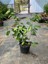 Green Ficus Benjamina 1 Adet Saksılı 30-60CM Salon Çiçeği Hediyelik 1