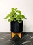 Sarkıcı Sukulent Tür Kokulu (Plectranthus Forsteri) 10-20CM 1