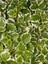 Sarkıcı Sukulent Tür Kokulu (Plectranthus Forsteri) 10-20CM 3