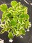 Canlı Formlu Kokulu Benjamin Çiçeği 1 Adet Saksılı (Plectranthus Forsteri) 10-20CM 2