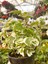 Sarkıcı Kokulu Benjamin Çiçeği 1 Adet Saksılı (Plectranthus Forsteri) 10-20CM 1
