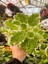 Sarkıcı Kokulu Benjamin Çiçeği 1 Adet Saksılı (Plectranthus Forsteri) 10-20CM 2