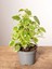 Sarkıcı Kokulu Benjamin Çiçeği 1 Adet Saksılı (Plectranthus Forsteri) 10-20CM 3