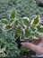 Kokulu Salon Çiçeği (Plectranthus Forsteri) 1 Adet Saksılı Mini 10-20CM 1