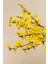 3 Adet 1-2 Yaş Arası Tüplü Altın Çanak (Forsythia) Fidanı - Canlı Sarı Çiçekli Dekoratif Fidanlar 1