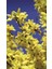 3 Adet 1-2 Yaş Arası Tüplü Altın Çanak (Forsythia) Fidanı - Canlı Sarı Çiçekli Dekoratif Fidanlar 3