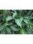 Calathea Louisae Dua Çiçeği 10-20 cm 1
